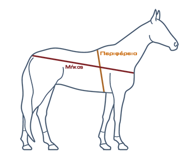 Horse dimensions